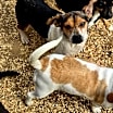 Thumbnail photo of Doxibeaglechix #1