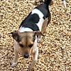 Thumbnail photo of Doxibeaglechix #2