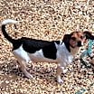 Thumbnail photo of Doxibeaglechix #3