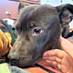Thumbnail photo of Olive #1