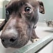 Thumbnail photo of Olive #2