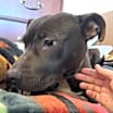 Thumbnail photo of Olive #3