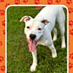 Thumbnail photo of Hank #1