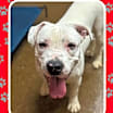 Thumbnail photo of Milo #1