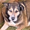 Thumbnail photo of BAILEY #1