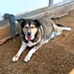 Thumbnail photo of BAILEY #2