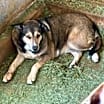 Thumbnail photo of BAILEY #3