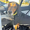 Thumbnail photo of Harpo #1