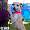 Thumbnail photo of IVORY #1