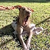 Thumbnail photo of Rufus #2