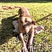 Thumbnail photo of Rufus #3