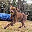 Thumbnail photo of Rufus #4