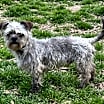 Thumbnail photo of Finn #4