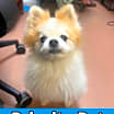 Thumbnail photo of Nigel   *A PRIORITY PET* #1