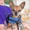 Thumbnail photo of Josie #1