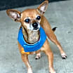 Thumbnail photo of Josie #2