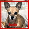 Thumbnail photo of Josie #3