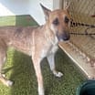 Thumbnail photo of Sophia 9749 #2