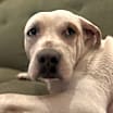 Thumbnail photo of Lurch #3