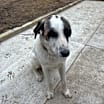 Thumbnail photo of Rags #3