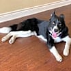 Thumbnail photo of Millie #1