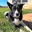 Thumbnail photo of Millie #2