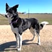 Thumbnail photo of Millie #3