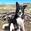 Thumbnail photo of Millie #4
