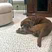 Thumbnail photo of Moose (Mastiff) #1