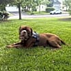 Thumbnail photo of Moose (Mastiff) #3