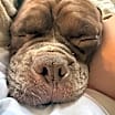 Thumbnail photo of Moose (Mastiff) #4