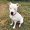 Thumbnail photo of Gibson #2