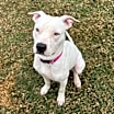 Thumbnail photo of Gibson #3