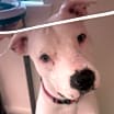 Thumbnail photo of Gibson #1