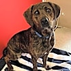 Thumbnail photo of Coco #1