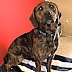 Thumbnail photo of Coco #2