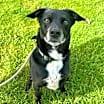 Thumbnail photo of Jax #1