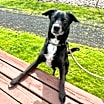 Thumbnail photo of Jax #3