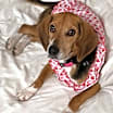 Thumbnail photo of Lucy #1