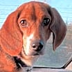 Thumbnail photo of Lucy #2