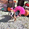 Thumbnail photo of Lucy #3