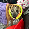 Thumbnail photo of Bailey #2