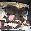 Thumbnail photo of Finch #2