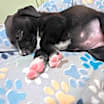Thumbnail photo of Finch #3