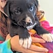 Thumbnail photo of Finch #4