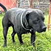 Thumbnail photo of Liquorice #1