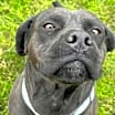 Thumbnail photo of Liquorice #2
