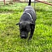 Thumbnail photo of Liquorice #3
