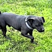 Thumbnail photo of Liquorice #4