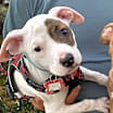 Thumbnail photo of Chip #1